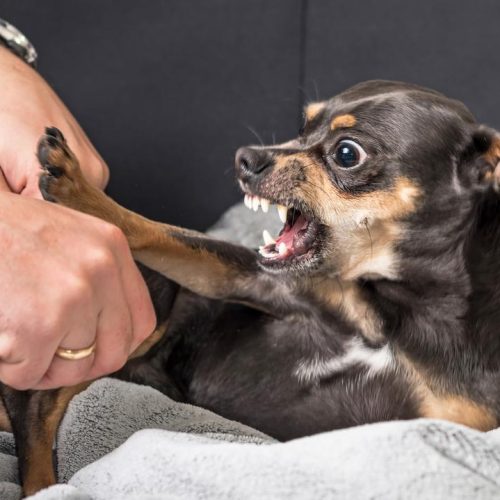 mordedura de perro, mordedura canina