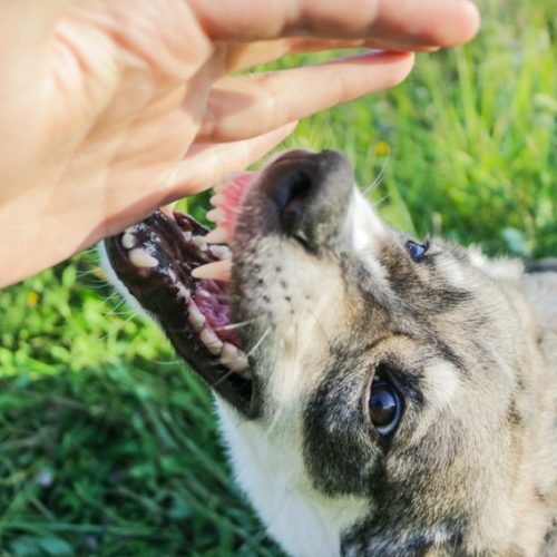 mordedura de perro, mordedura canina